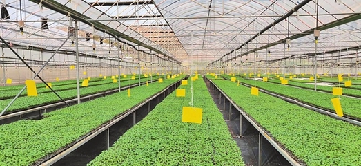 楚雄州聚能打造现代种业创新高地