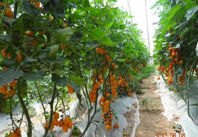 【番茄种子 蔬菜种子种苗批发 黄色樱桃柿子种子 黄玲珑种子】价格_厂家_图片 -