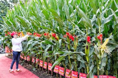 直击农博 | 氛围火爆!百名主播驻场推介优质农资