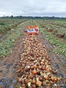 安达种业各品种洋葱长势喜人 2