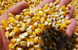 玉米终于迎来好消息 狠狠怼了美国一把