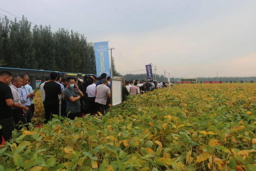 满眼硕果 精品汇 圣丰种业集团2020年度大豆观摩洽谈会成功召开