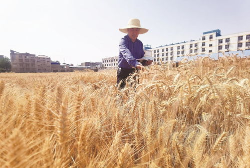 激活农业芯动能
