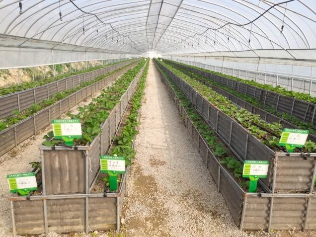 农民种业品字型与传统种植田间对比(3)