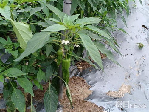 3200种农产品吸引2万余市民看稀奇,多个新品种亮相武汉种博会