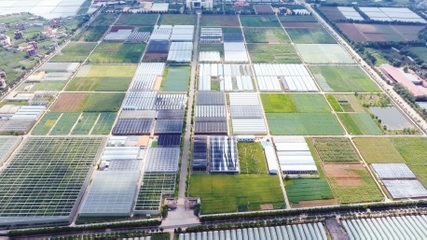 云南:扛牢使命担当 壮大滇系种业