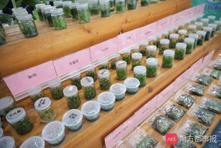 很土又很潮 首届广州农业 南沙 嘉年华,现代种业科技成就喜人