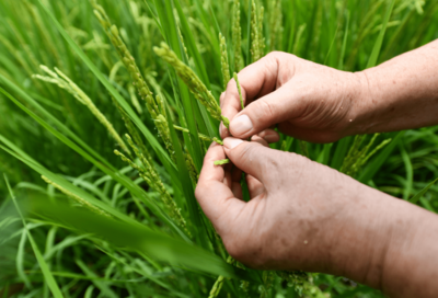 种业越来越"香"!但这事不能盲目→