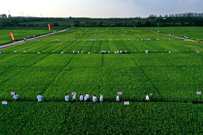 强信心·走进百企|用技术创新守牢种业“中国芯”