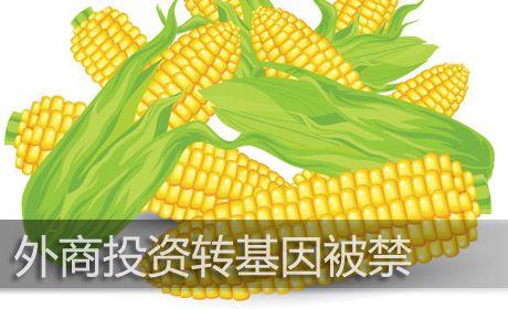 外商进军种业机制放宽,种子行业担心的问题快来看看