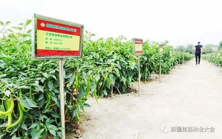 最后20天 抢占 新疆种业市场,错过再等一年