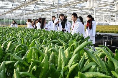 知否?知否!不洗就能吃的“水培蔬菜”原来是这么长大的