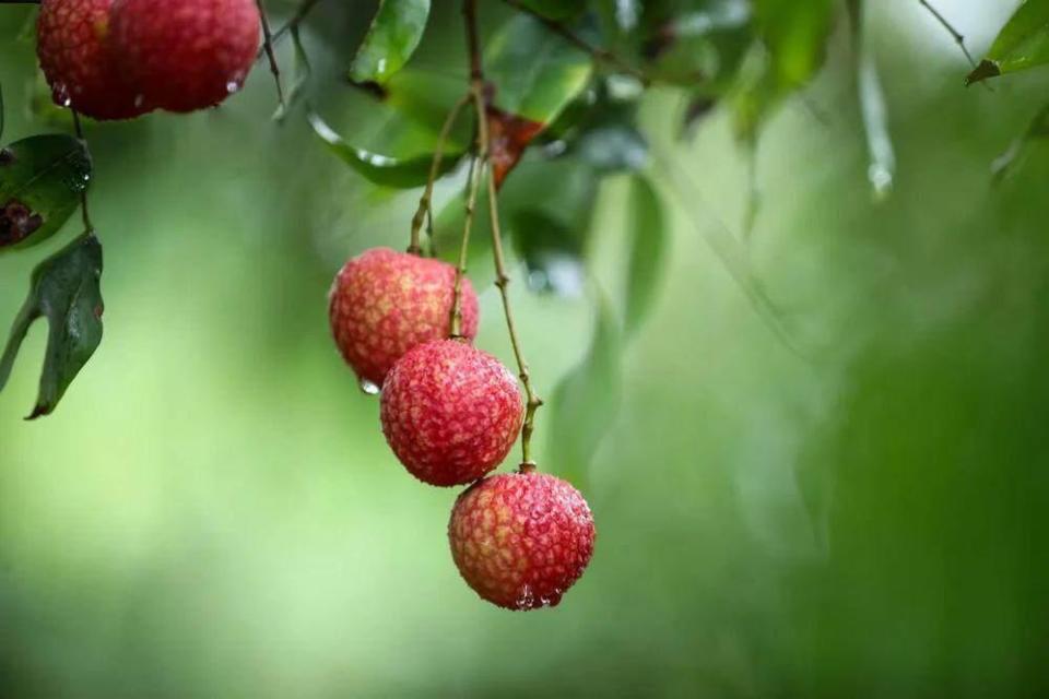 广州增城:9个实践点入选“粤字号”农业品牌目录