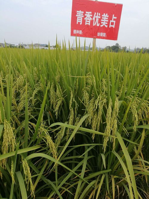 叶元林 唯有技术创新,才是中国种业发展的根本丨新年问大咖