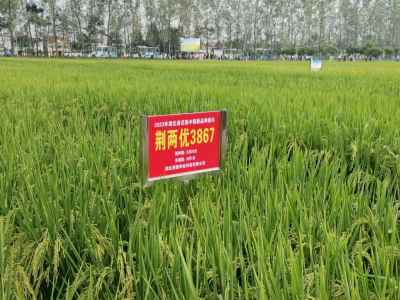 广受好评 荆楚科技5个品种亮相全省种业创新暨种粮一体化现场推进会
