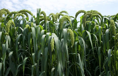 直击青贮玉米种业展示会地展 69个品种同台竞技