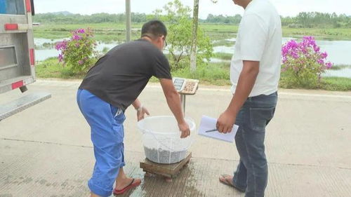 阳江 水产种业工厂化模式助推海水养殖高质量发展