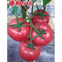 抗病毒粉果西红柿种子 西红柿种子厂家 400 077 7891