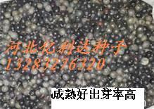 河北沧州北栾种子权威代理商家--河北泰发种业_农副产品_世界工厂网