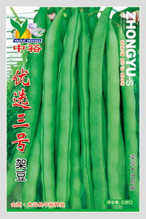 供应优选三号 菜豆种子,山西省太谷县中裕种业公司–