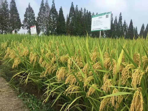 凯旋辖区企业杭州种业集团水稻新品种 首秀 全国种子舞台