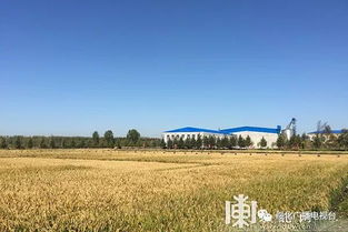 绥化市盛昌种业水稻良种繁育加工基地建成高产稳产良田