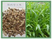 高羊茅草坪种子图片_高羊茅草坪种子图片大全_高羊茅草坪种子图库_一呼百应