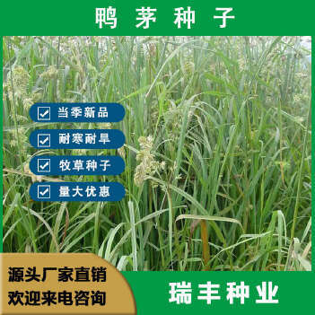 鸭茅种子怎么挑选?育苗方法有哪些?