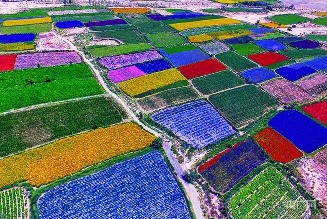 瞰县域丨甘肃酒泉肃州区:沃野千里育“芯片” 擦亮种业“金招牌”