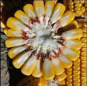 难 农民不知道种啥好