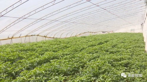 联丰种业 中国辣椒 的第一品牌