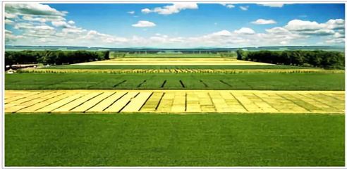 从种业大区向强区迈进