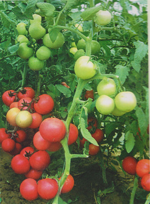 供应精棚红丽-番茄种子,西安市群兴种业有限责任公司, 中国蔬菜网产品库