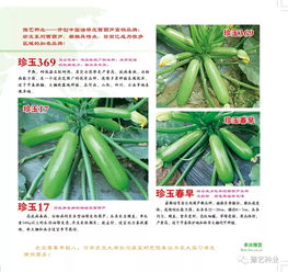 2020年豫艺种业产品画册