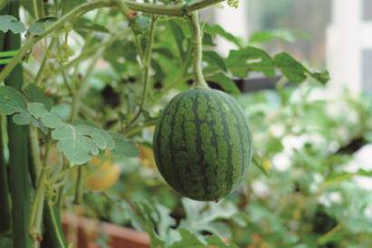 花开中国梦：花博会助力光明母港现代种业创新区发展