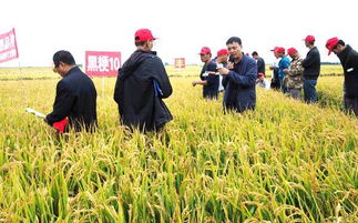 黑粳10同江田丰种业现场观摩会再掀种业高潮