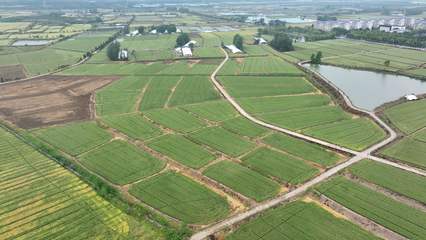 安徽白湖种业创新研发两个小麦新品种，助力种业高质量发展