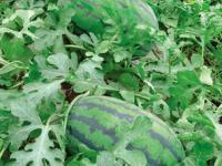 河南欧兰德种业 科技创新引领现代农业发展