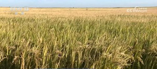 我国种业振兴行动取得阶段性成效，初步摸清资源家底