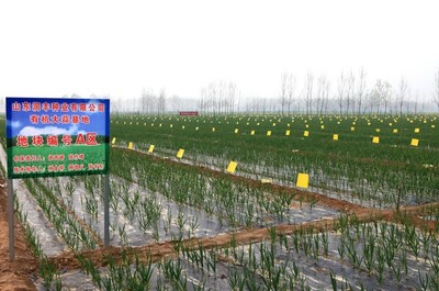 润丰种业有机大蒜基地 种业创新引领绿色农业发展