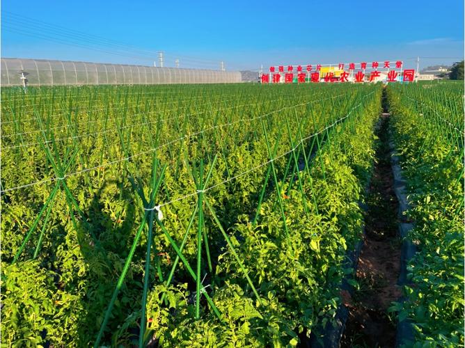 收好攻略，观展不愁！2023云南·元谋第七届蔬菜种业博览会参展攻略