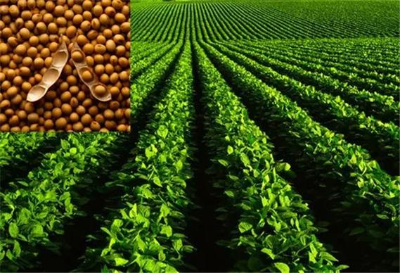 河南优质大豆种子——辉县市豫北种业专业批发与供应