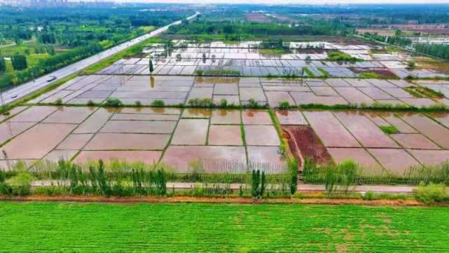 盐碱稻浪映鹏城，科技番茄上餐桌 深圳种业力量护航国家粮食安全