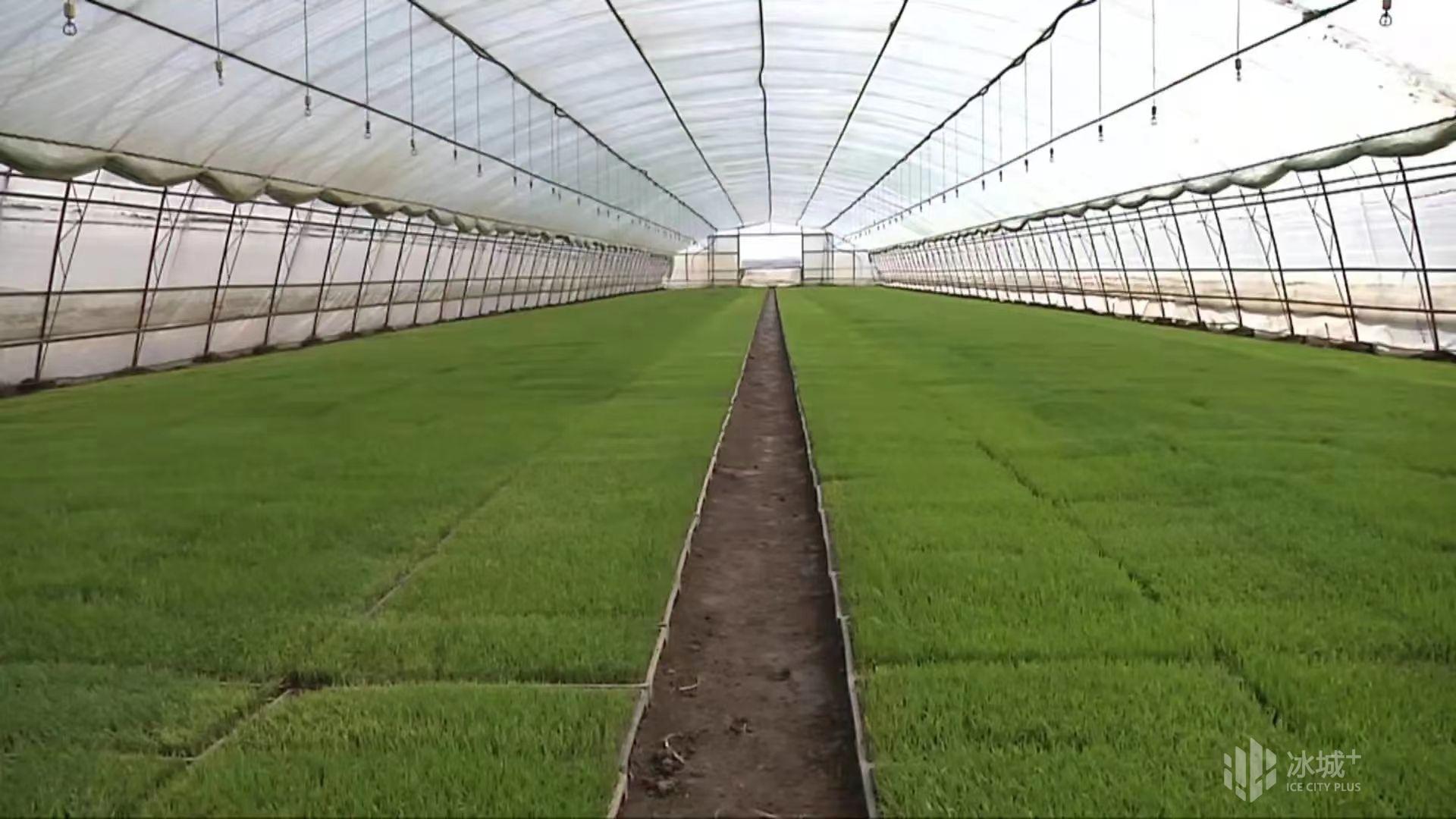 盛昌种业帮您解决水稻苗床各种问题 - 美篇