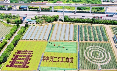 从“面对面”到“屏连屏” 武汉种博会创新办会模式 稳步走进“云展时代”