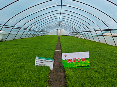 黑龙江凯瑞威种业官网, 0451-55130496,天稻1号,金苑玉177,凯瑞威种业,凯瑞威农业