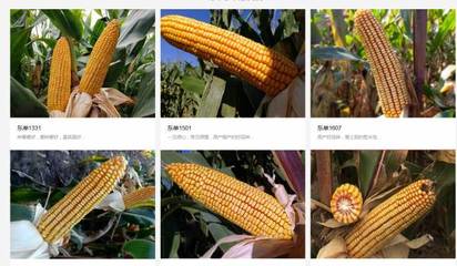 辽宁东亚种业跟本公司签订搜索引擎优化项目