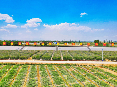 宁夏种业,种出希望 第九届宁夏种业博览会将在7月26日在宁夏平罗举办