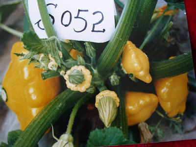 金飞碟-西葫芦种子,酒泉市三禾种业有限责任公司, 中国蔬菜网产品库