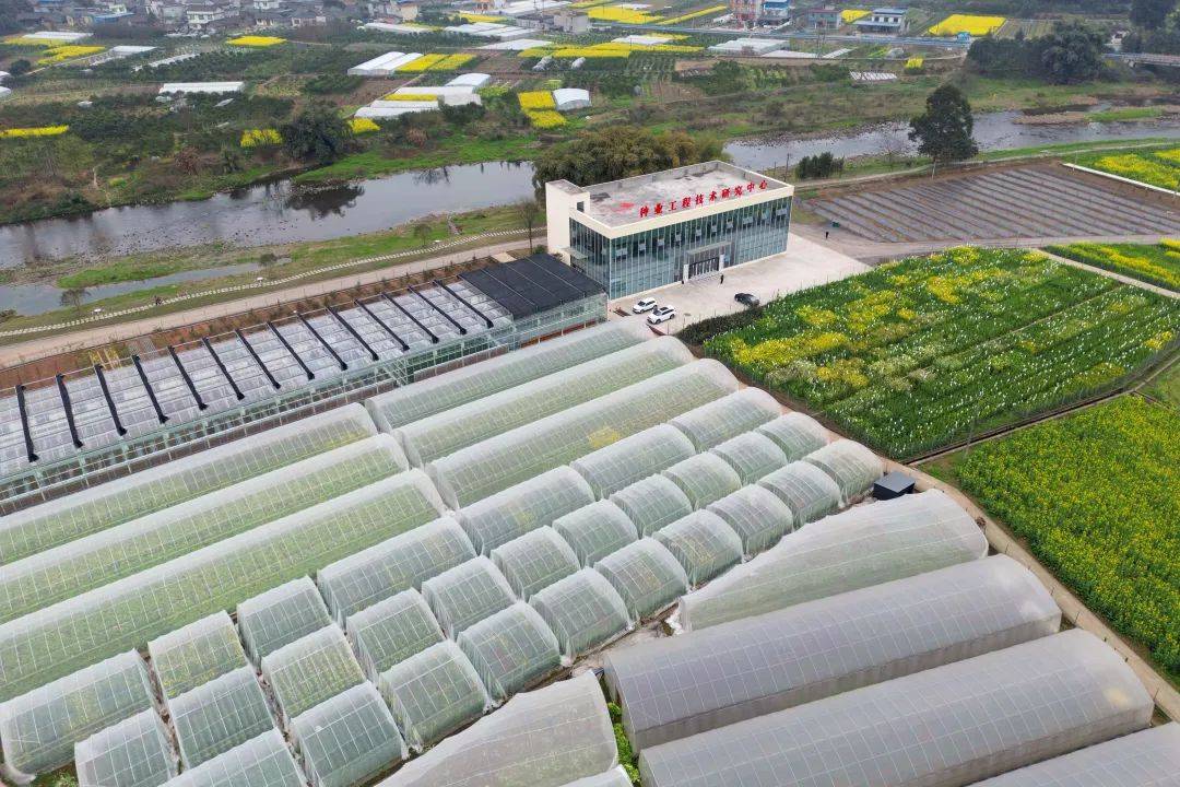 市中区:城乡融合发展 嘉州先行_建设_种业_农业